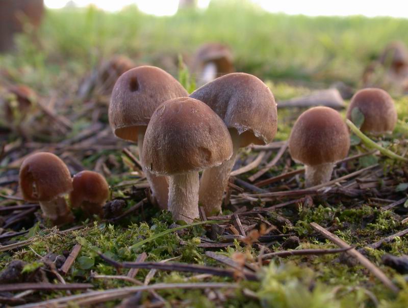 Psathyrella candolleana